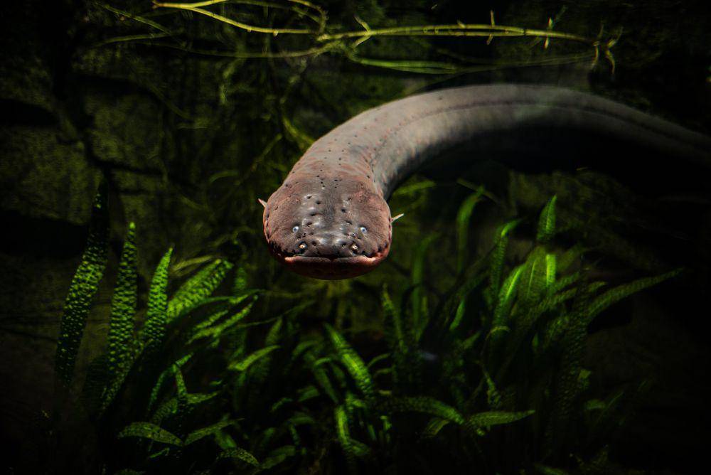 5 Spesies Ikan yang Dapat Menghasilkan Listrik, dari Belut hingga Pari
