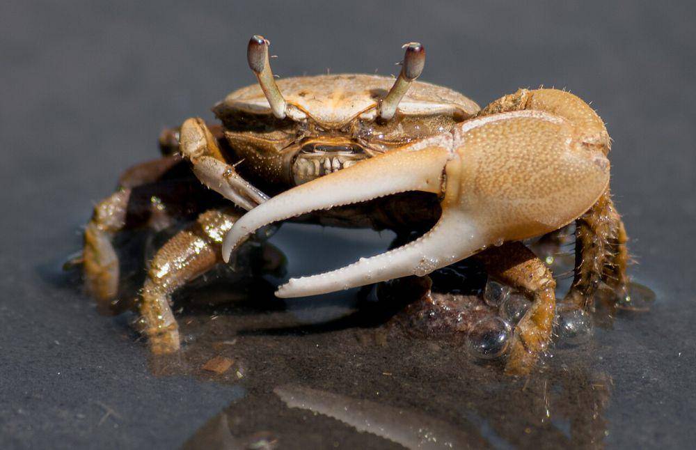 fiddler crab atau kepiting biola (commons.wikimedia.org/Wilfredor)