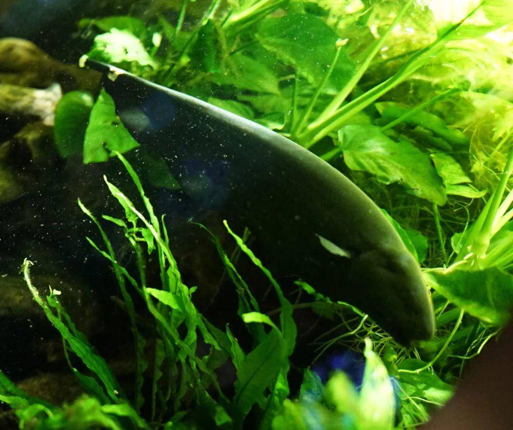Black Ghost Knifefish (animalia.bio)