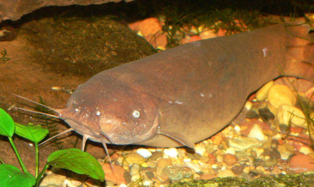 Lele listrik (commons.wikimedia.org/Stan Shebs)