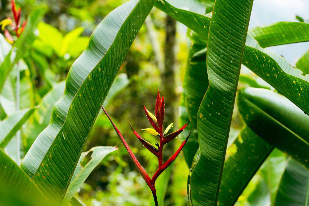 ilustrasi tanaman heliconia (unsplash.com/Mark Kuiper)