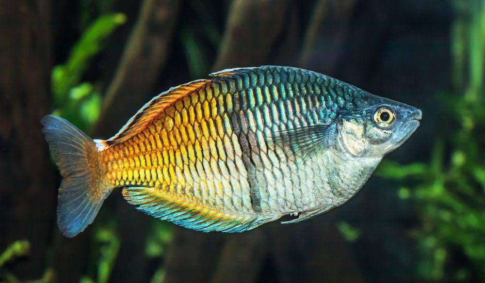 ikan pelangi raja ampat