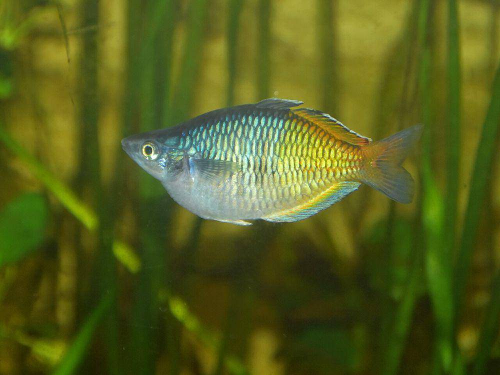 ikan pelangi raja ampat