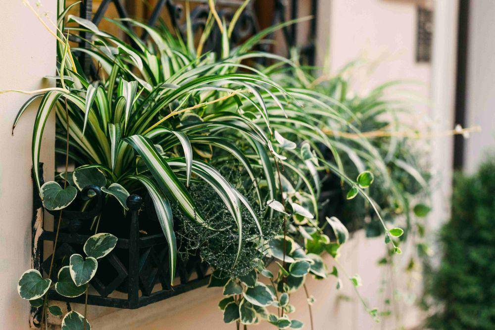 ilustrasi spider plant (pexels.com/Julia Filirovska)