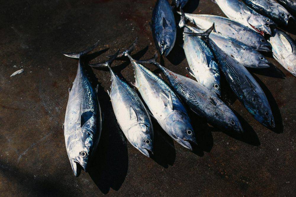 Ikan tongkol segar 