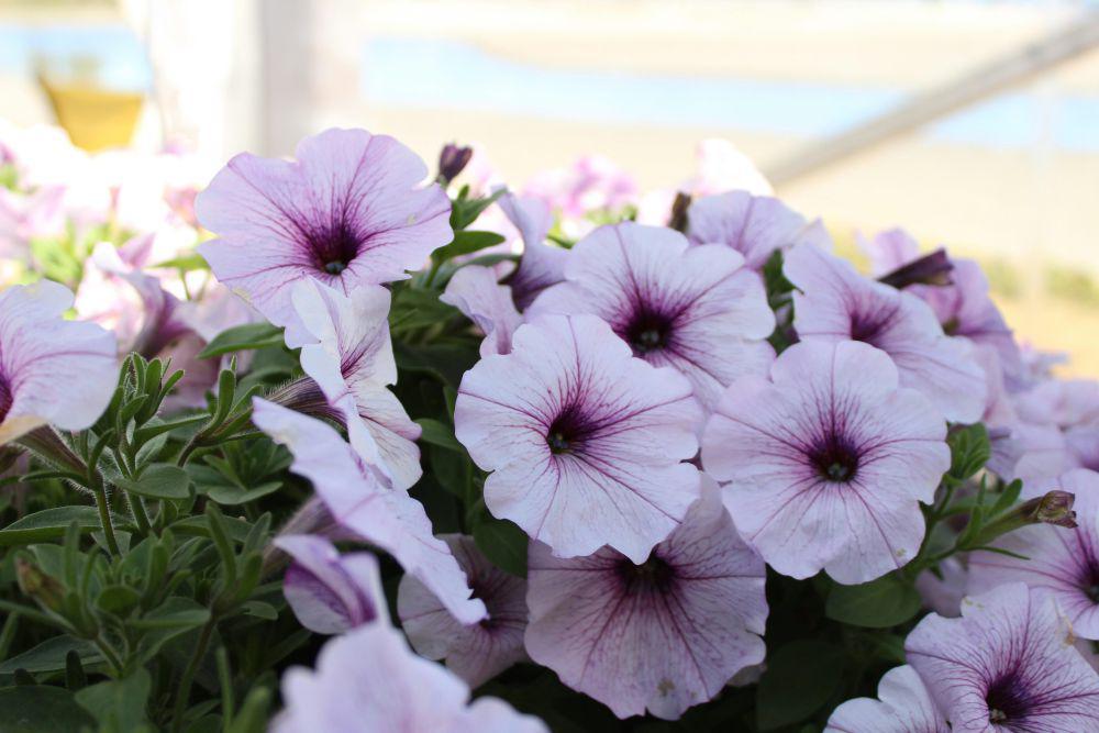 ilustrasi petunia (unsplash.com/Rebecca Niver)
