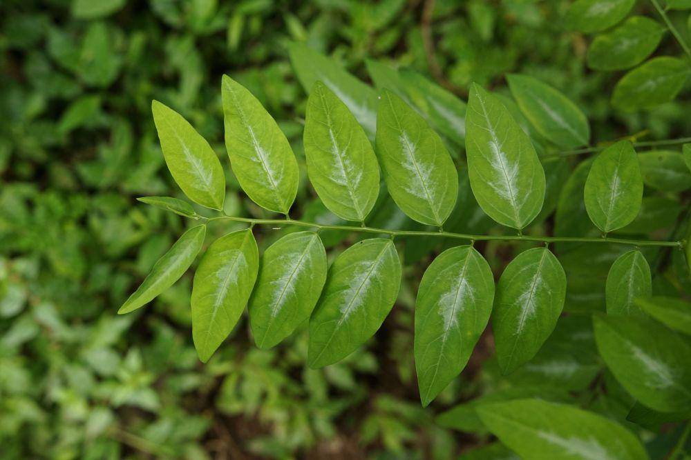 Ilustrasi daun katuk (commons.wikimedia.org/Vengolis)