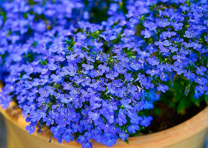 potret lobelia (commons.wikimedia.org/George E. Koronaios)