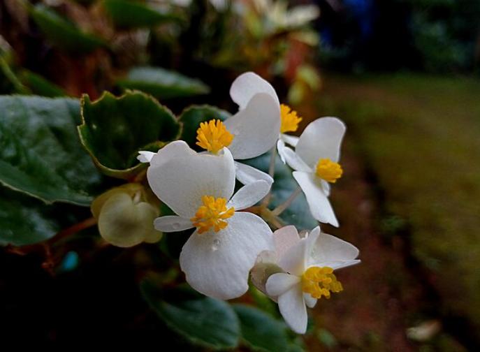 potret begonia (commons.wikimedia.org/Nativeplants garden)
