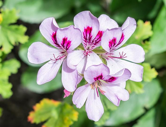 potret geranium (commons.wikimedia.org/Krzysztof Golik)