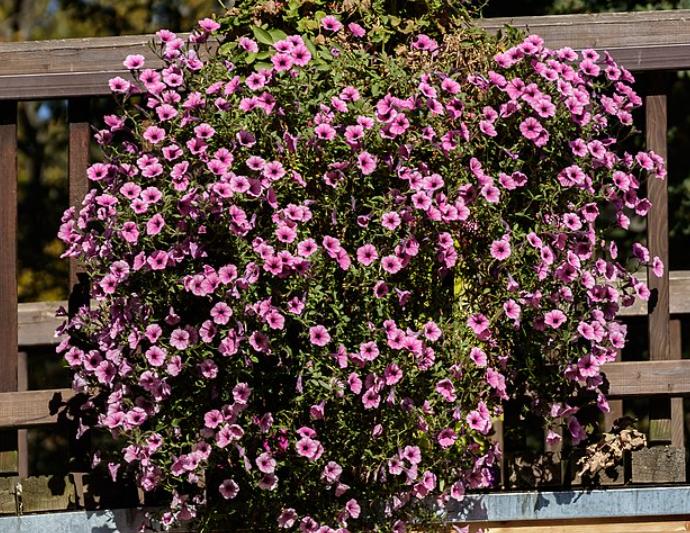 potret petunia (commons.wikimedia.org/H. Zell)