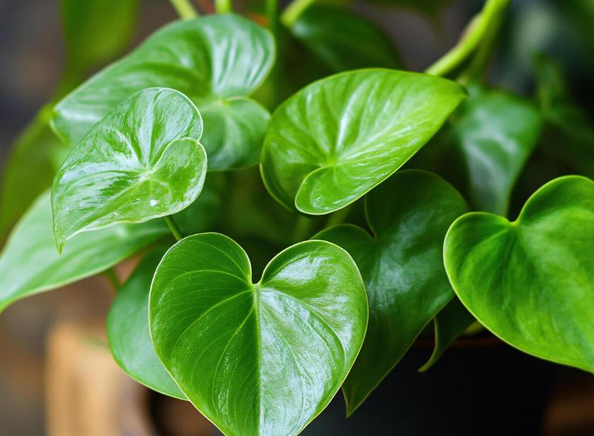 ilustrasi philodendron scandens (vecteezy.com/Bolea Ionela Larisa)