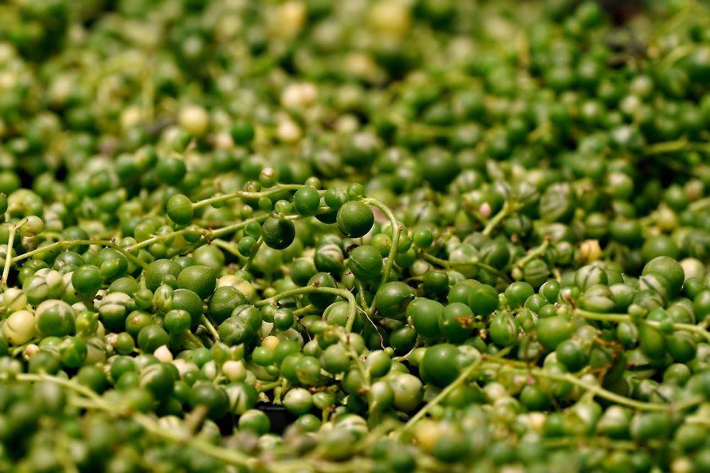 ilustrasi string of pearls (pixabay.com/ignartonosbg)