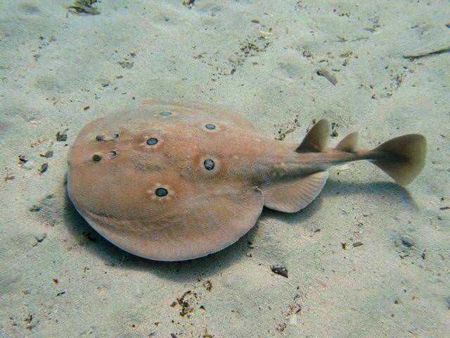 Pari torpedo (commons.wikimedia.org/Roberto Pillon)