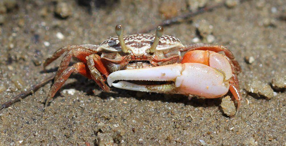 ring-legged fiddler crab (commons.wikimedia.org/Chinmayisk)