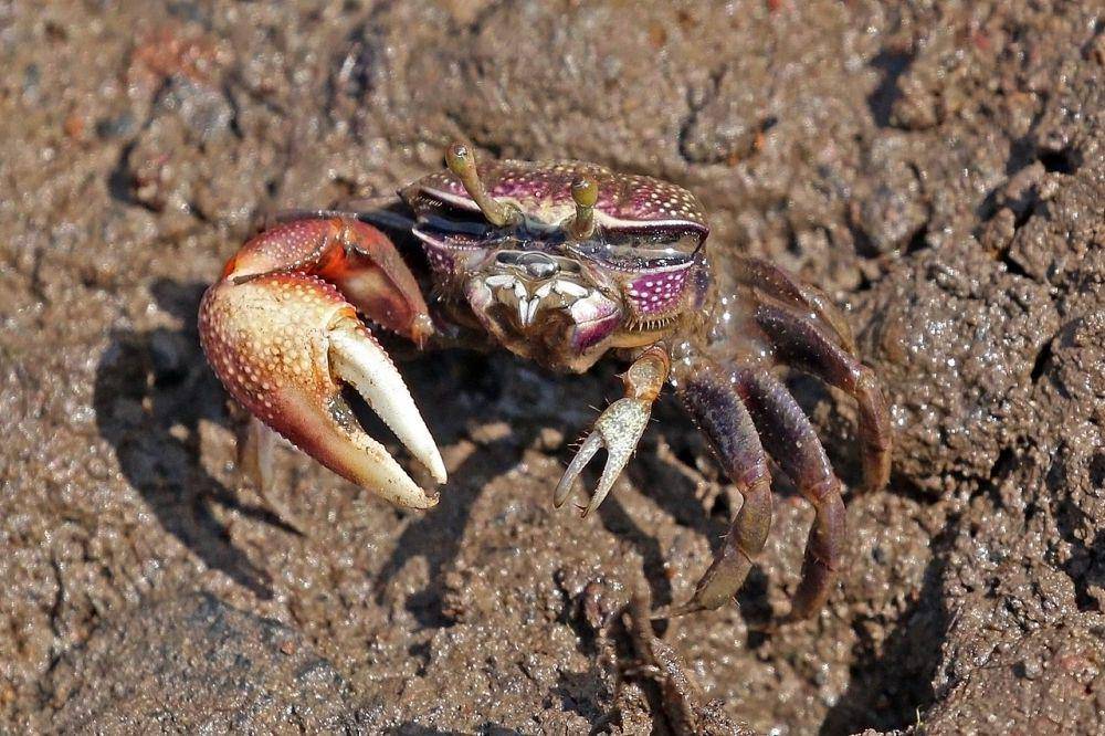 West African fiddler crab (commons.wikimedia.org/Charles J. Sharp)