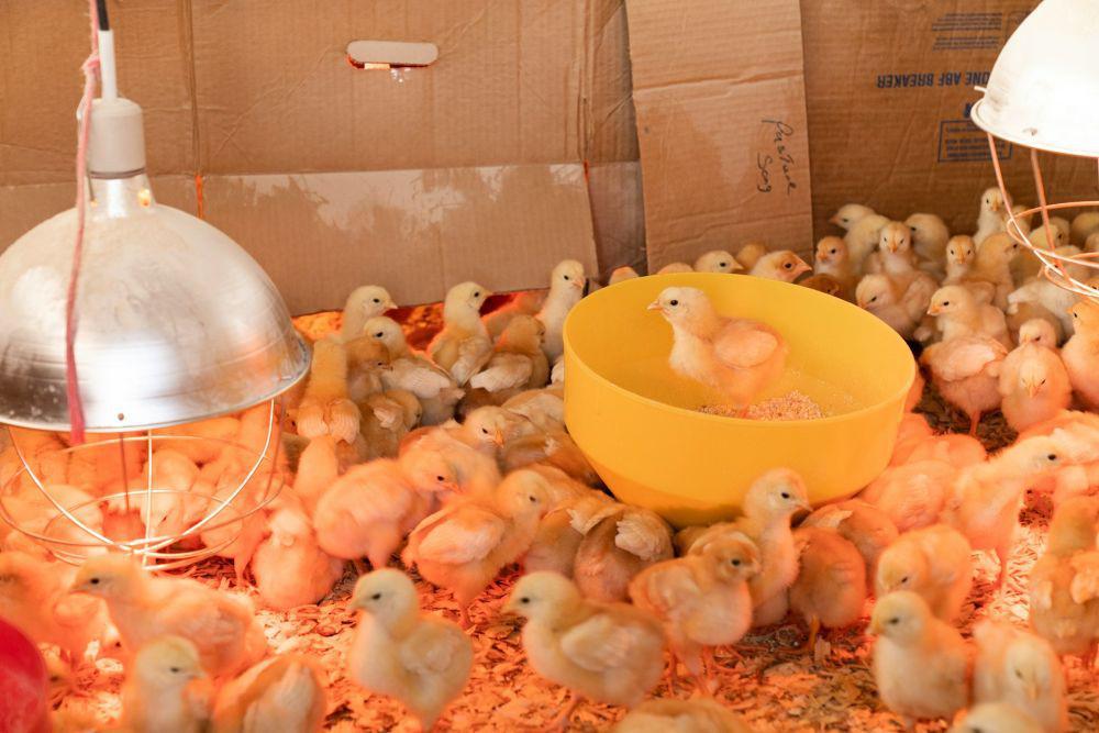 Ilustrasi peternakan ayam (unsplash.com/Zoe)