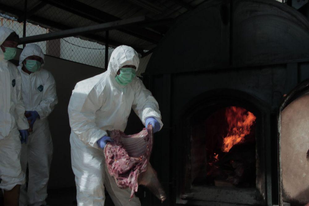Cegah Virus, Balai Karantina Musnahkan 2,5 Ton Daging Babi Ilegal
