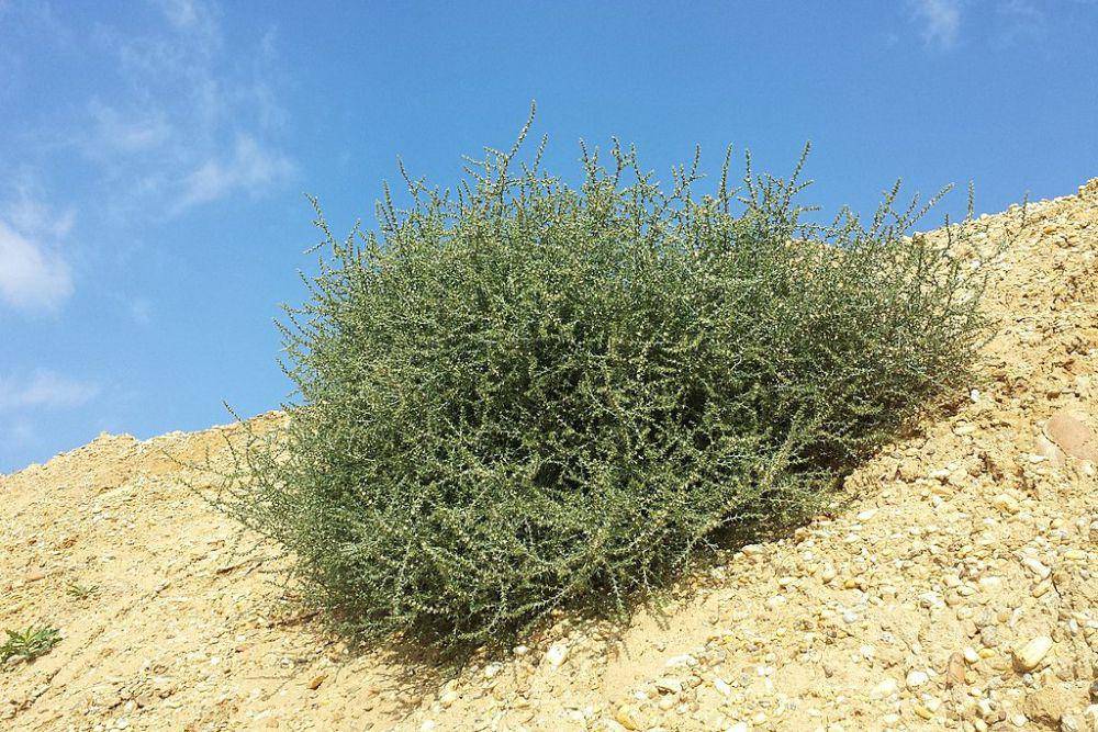 Tumbleweed (commons.wikimedia.org/Stefan.lefnaer)