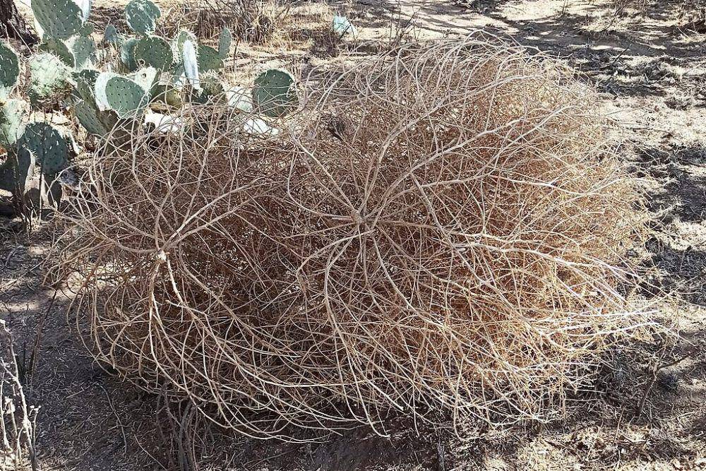 Tumbleweed (commons.wikimedia.org/Juan Carlos Fonseca Mata)