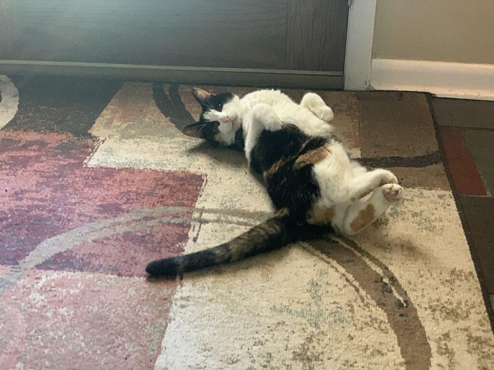 Kenapa Kucing Berguling-guling di Dekat Kita? Ini Artinya
