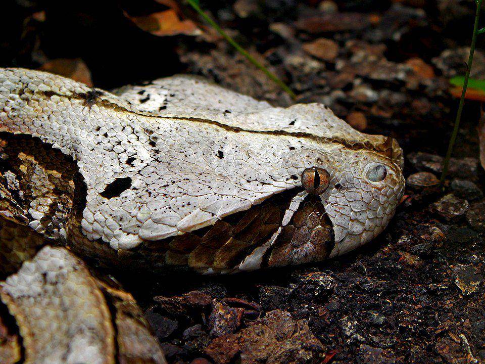 ilustrasi Bitis gabonica (commons.wikimedia.org/H. Zell)