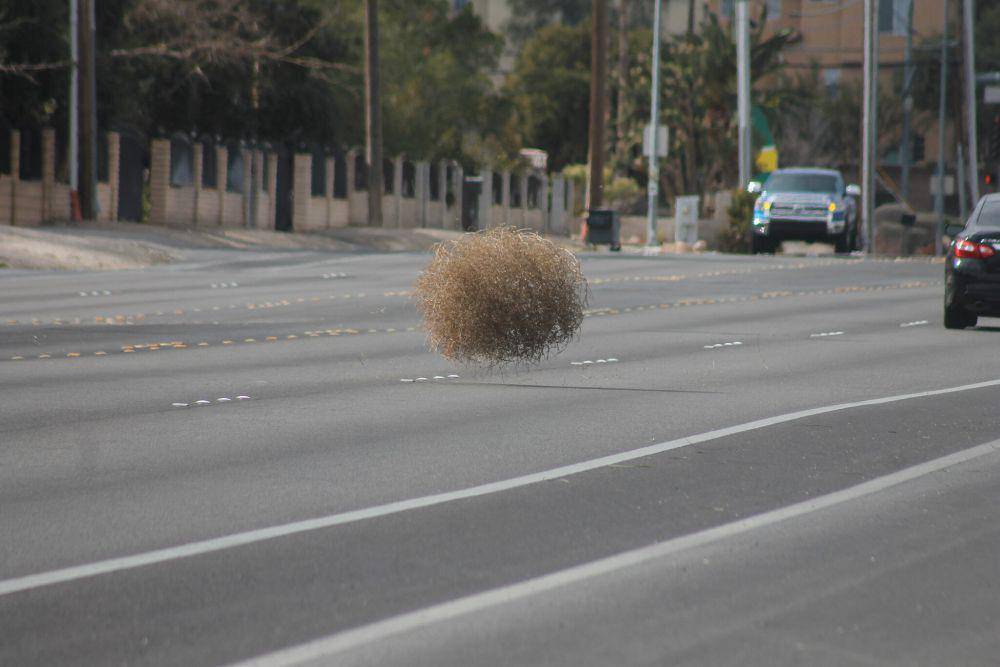 Tumbleweed (commons.wikimedia.org/Noah Wulf)