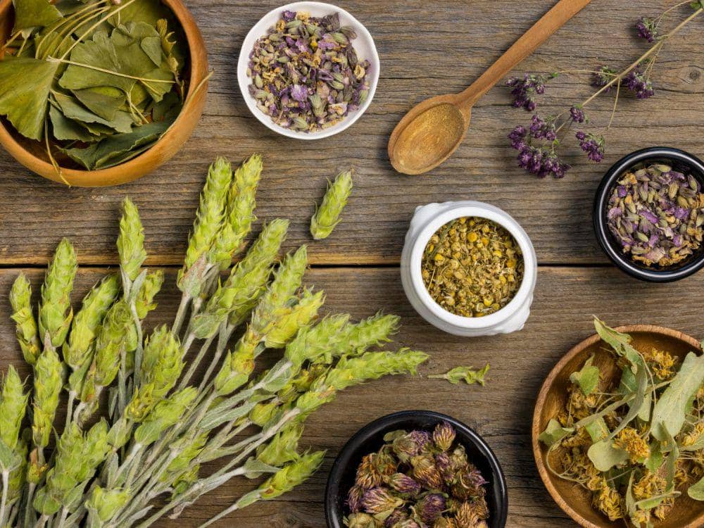 Ilustrasi tanaman herbal (freepik.com/freepik)