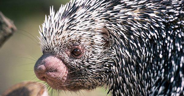 5 Fakta Unik Prehensile Tailed Porcupine, Suka Hidup Menyendiri!