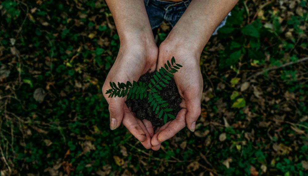 Menanam pohon dalam bentuk menambang kebaikan (unsplash/noahbuscher