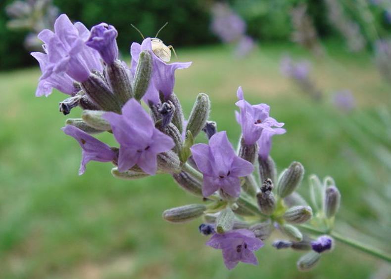 potret lavender (commons.wikimedia.org/Biho)