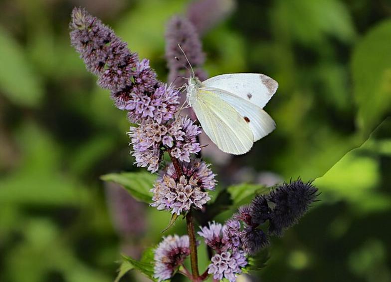 potret mentha spicata (commons.wikimedia.org/W. Bulach)