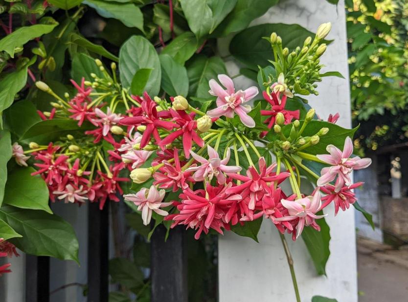 5 Tanaman Gantung dengan Aroma Wangi, Bikin Rumah Lebih Relaks