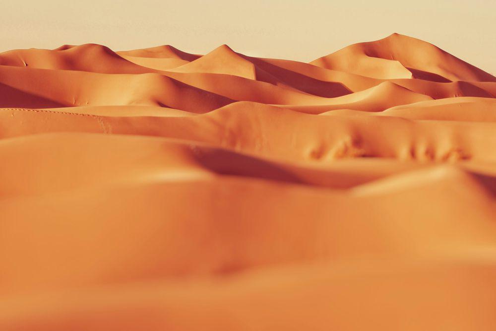 4 Fakta Ilmiah Kehidupan Tersembunyi di Bawah Pasir Gurun Sahara