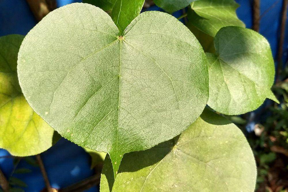 Daun waru (commons.wikimedia.org/Renjusplace)