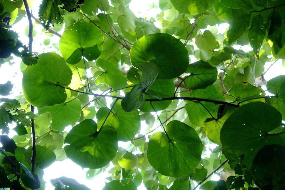 Daun waru (commons.wikimedia.org/JMK)