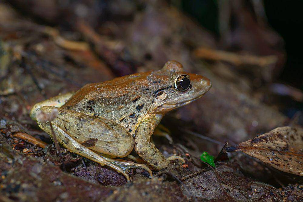 Katak sungai blyth (commons.wikimedia.org/Rushen)