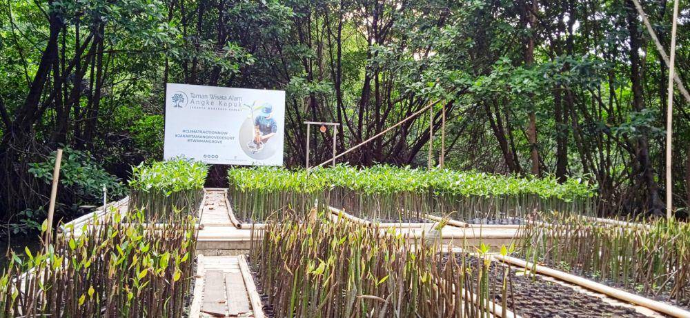 Taman Wisata Alam Angke Kapuk (dok.pribadi/Gusti Nur Iwari)