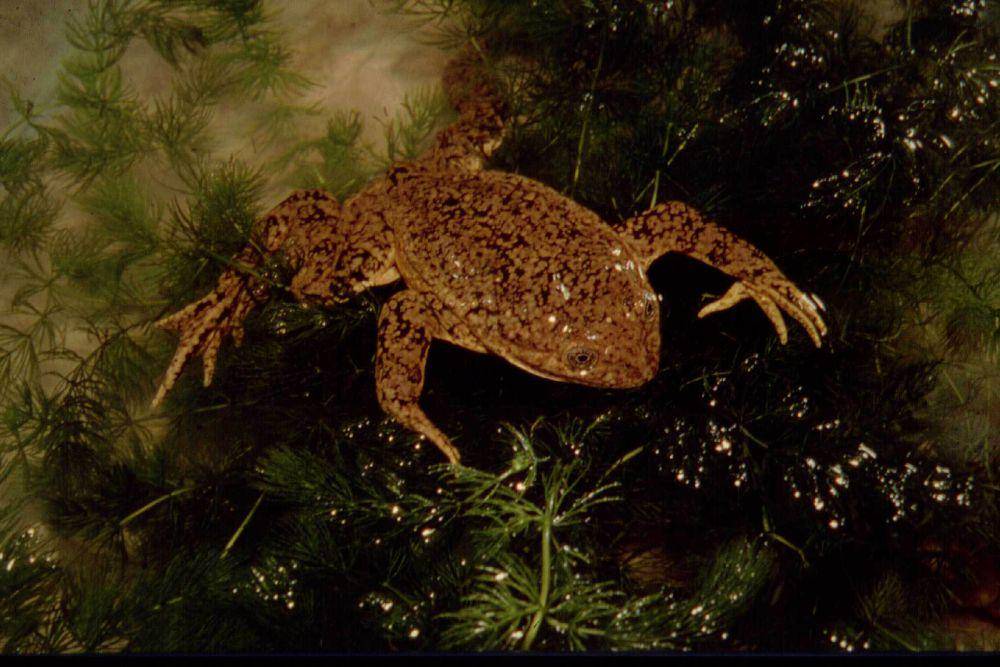 Katak danau junin (commons.wikimedia.org/Carlos Arias Segura)
