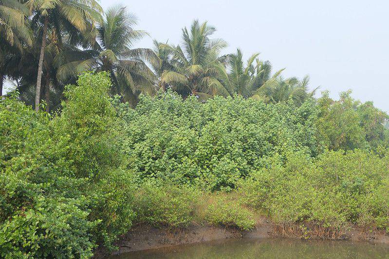 Habitat waru (flickr.com/Dinesh Valke)