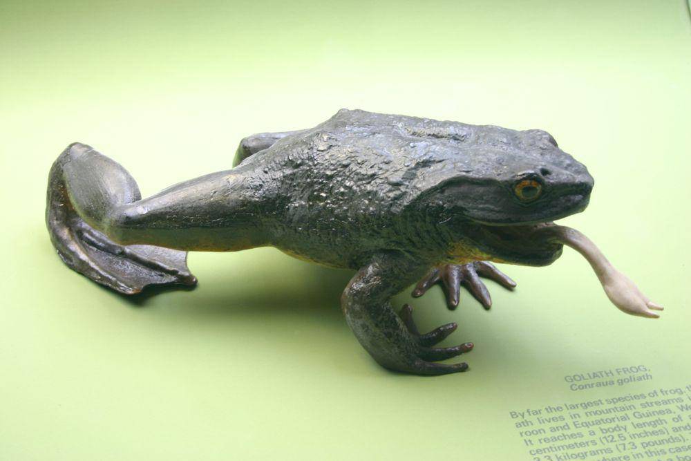 Katak goliath (commons.wikimedia.org/Ryan Somma)