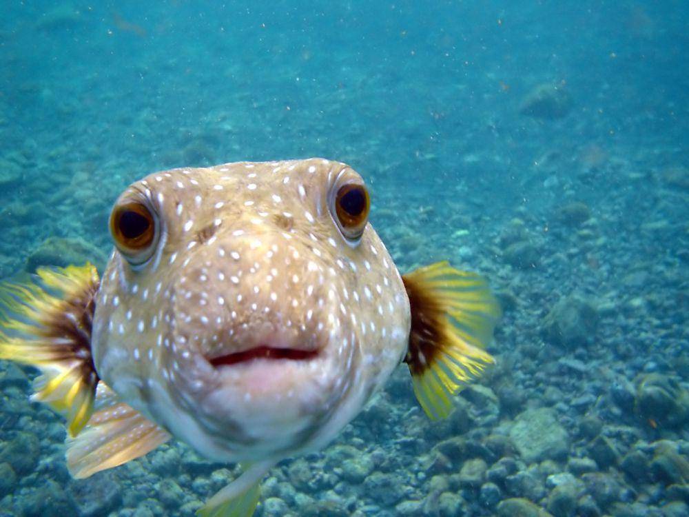 ikan buntal (commons.wikimedia.org/Brocken Inaglory)