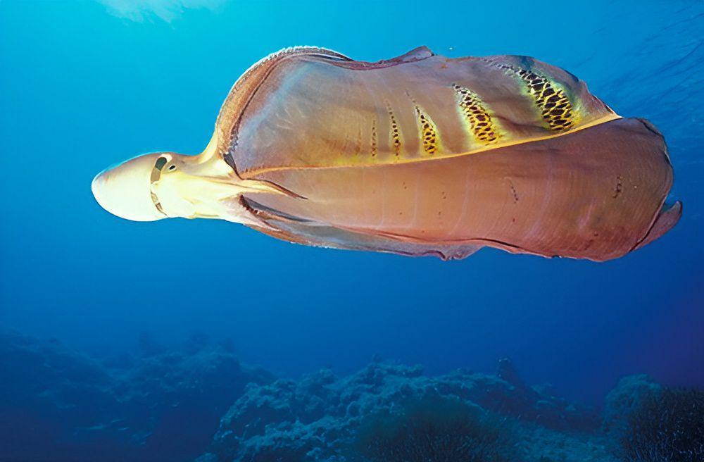 6 Fakta Aneh Gurita Selimut, Gurita Cantik dari Laut Dalam