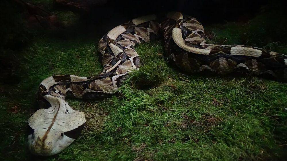 ilustrasi Bitis rhinoceros (commons.wikimedia.org/Cedricguppy)