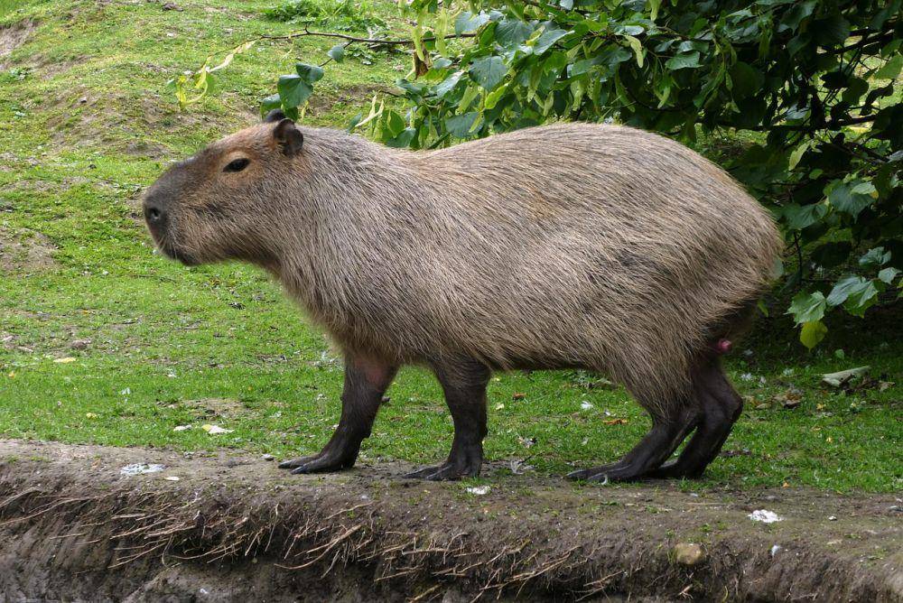 Capybara (pixabay.com/Elsemargriet)