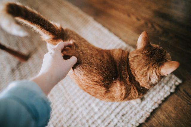 ilustrasi ekor kucing bergoyang (pexels.com/Christin Hume)