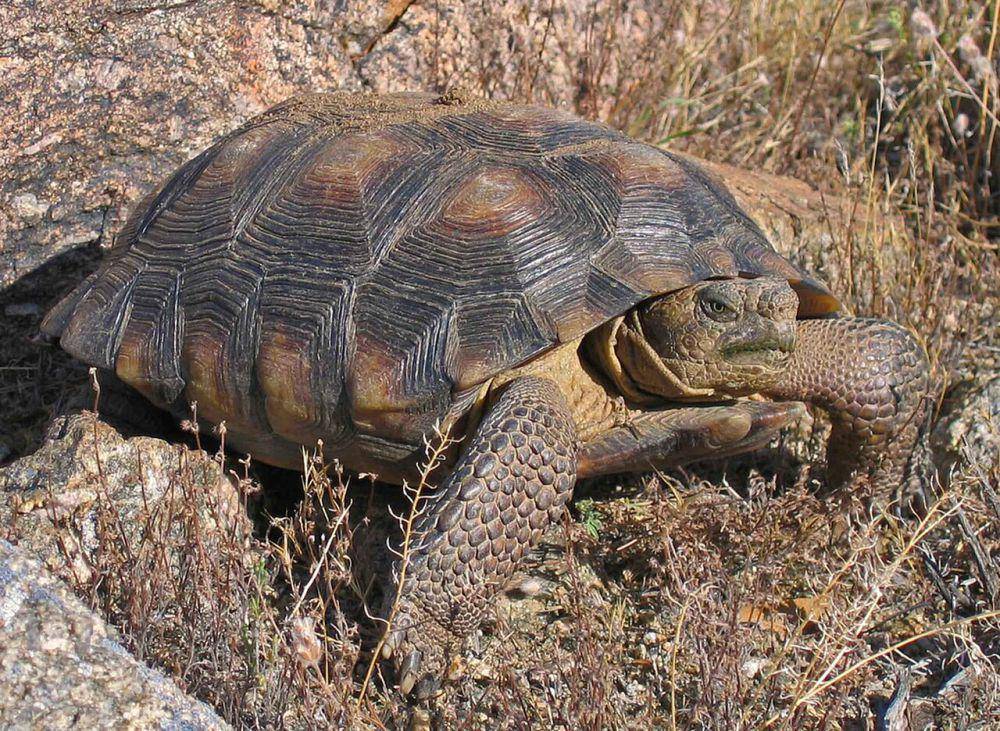 Kura-kura gurun sonoran (commons.wikimedia.org/U.S. Fish and Wildlife Service)
