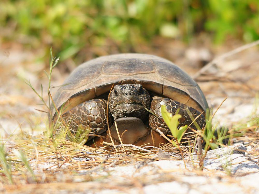 6 Kura-kura Unik dari Genus Gopherus, Mereka Hidup di Area Kering!