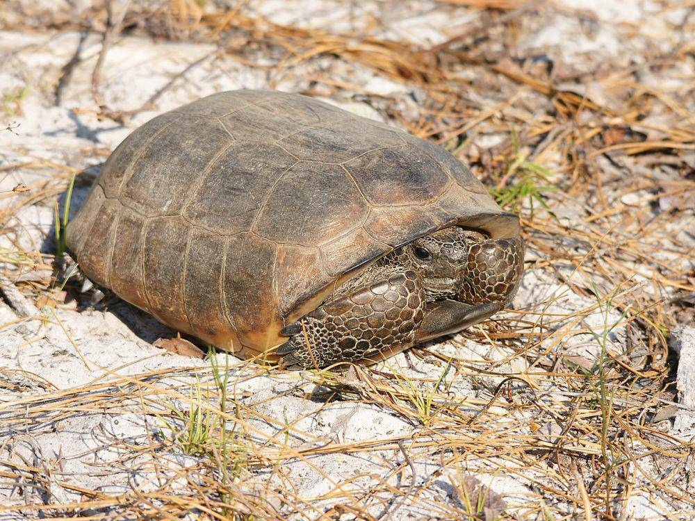 Kura-kura gopher (commons.wikimedia.org/© Hans Hillewaert)