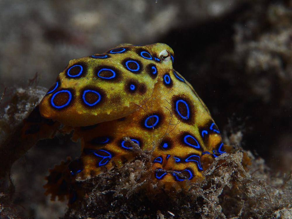 gurita cincin biru (commons.wikimedia.org/Rickard Zerpe)